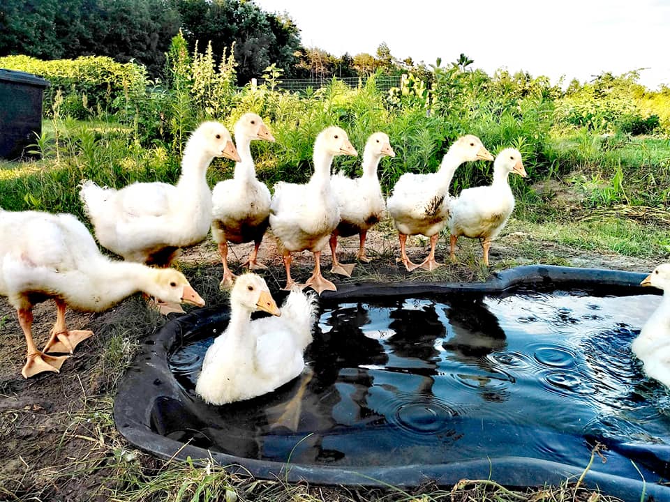 108285312_885043588671177_3133594617548484046_n